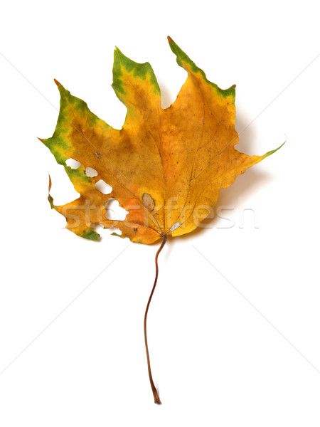 Autumn dried multicolor maple leaf with holes Stock photo © BSANI
