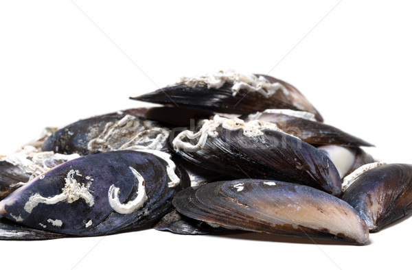Empty shells of mussels Stock photo © BSANI