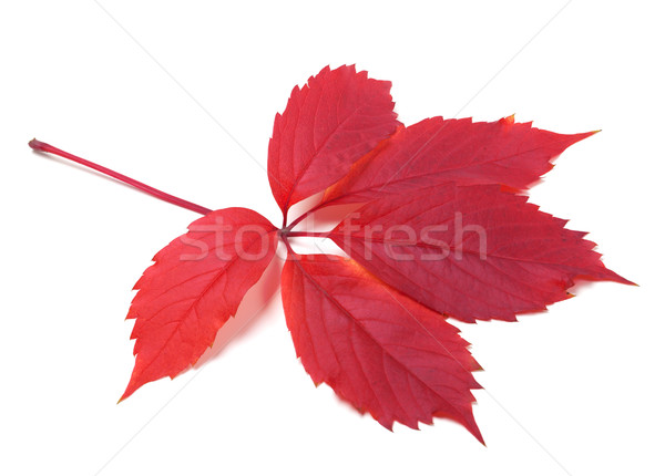 Autumn virginia creeper leaf Stock photo © BSANI