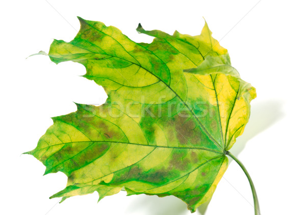 Yellowed maple-leaf  Stock photo © BSANI