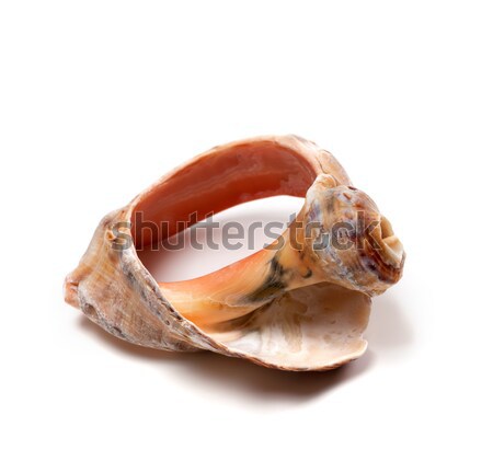 Stock photo: Broken rapana shell