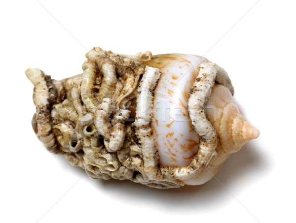 Shell of cone snail Stock photo © BSANI