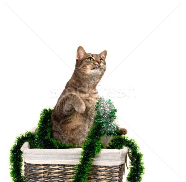 Gatto grigio gli occhi verdi seduta gambe basket Foto d'archivio © BSANI