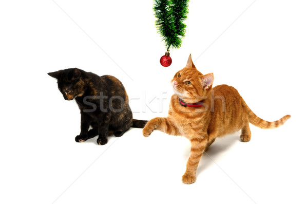 Brown and red-headed kittens play with Christmas ornaments Stock photo © BSANI