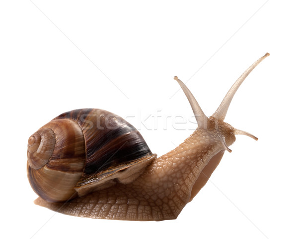 Caracol isolado branco ver casa Foto stock © BSANI