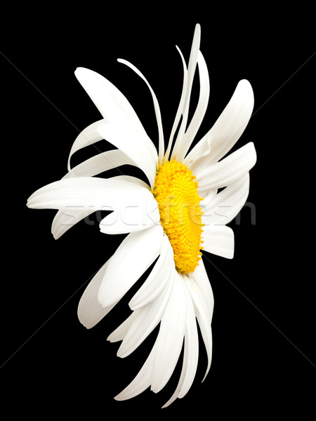 Biały rumianek czarny widoku odizolowany Zdjęcia stock © BSANI