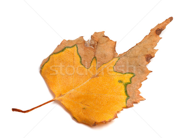 Autumn dried leaf of birch on white background Stock photo © BSANI