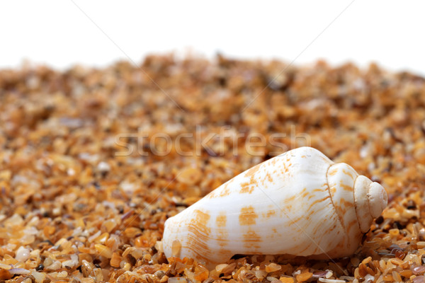 Stock foto: Shell · Kegel · Schnecke · Sand · weiß · Kopie · Raum