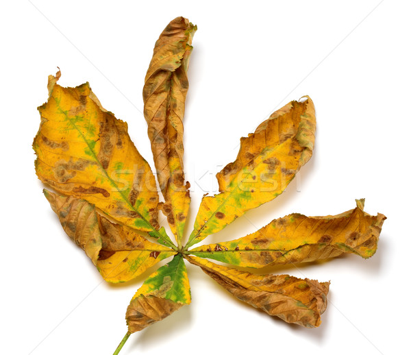 Dry autumn chestnut leaf Stock photo © BSANI