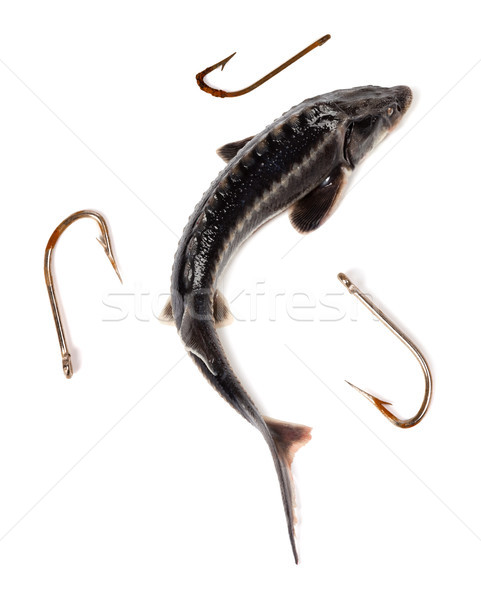Raw sterlet and three old rusty fishhooks Stock photo © BSANI