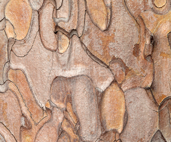 Foto stock: Textura · macro · pinheiro · árvore · madeira