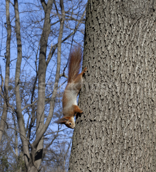 Red squirrels on tree  Stock photo © BSANI