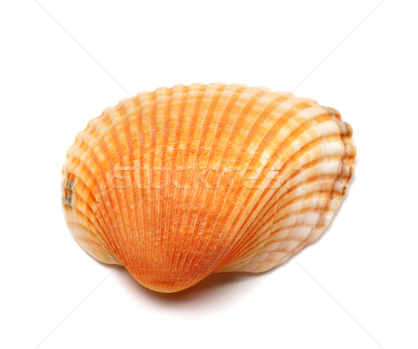 Seashell isolated on white background Stock photo © BSANI