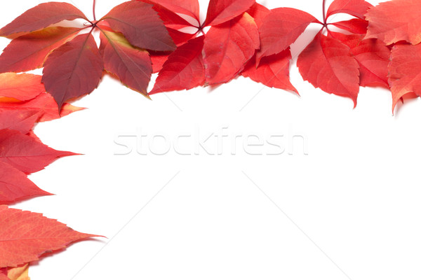 Autumn leaves frame on white. Virginia creeper leaves. Stock photo © BSANI