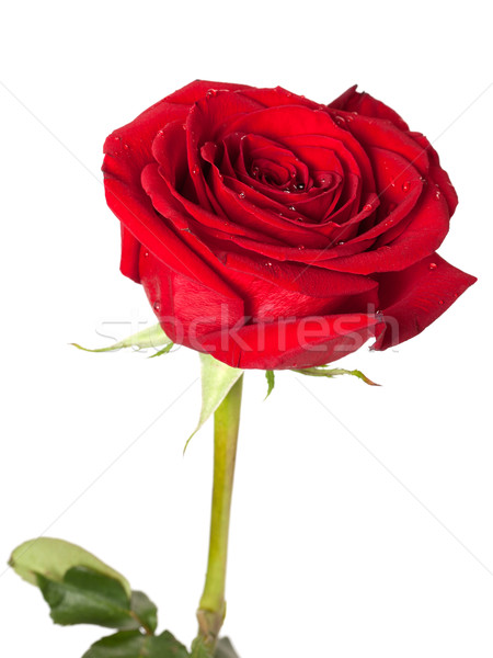 Foto d'archivio: Rose · Red · bud · gocce · d'acqua · isolato · bianco · fiore
