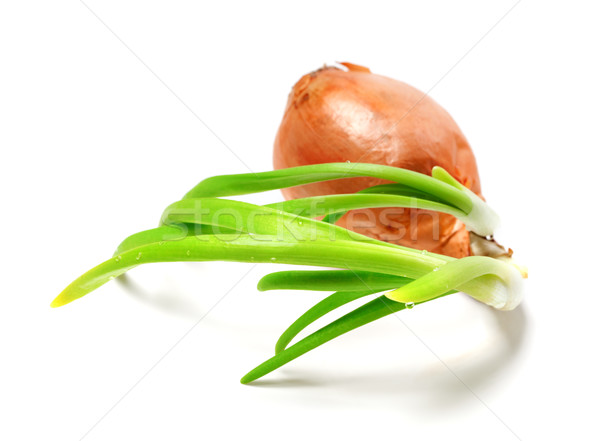 Sprouting onion (Allium cepa) on white background Stock photo © BSANI