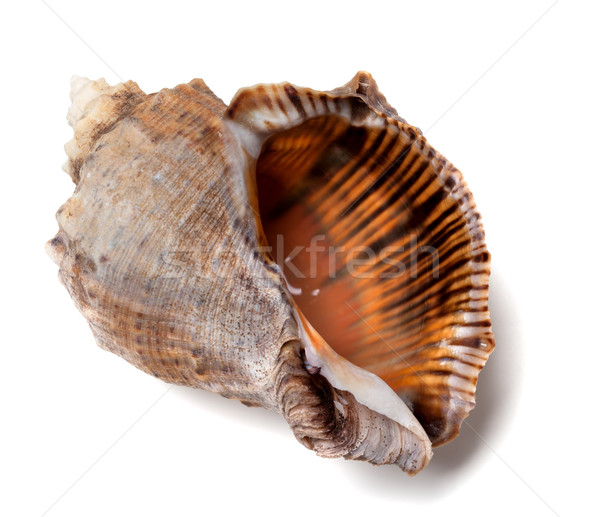 Stock photo: Shell from rapana venosa