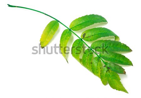 Spring tilia leaves isolated on white background Stock photo © BSANI