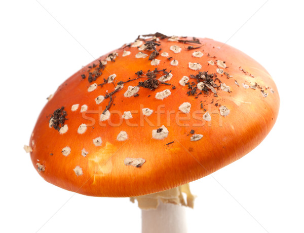 Stock photo: Amanita muscaria mushroom with pieces of dirt