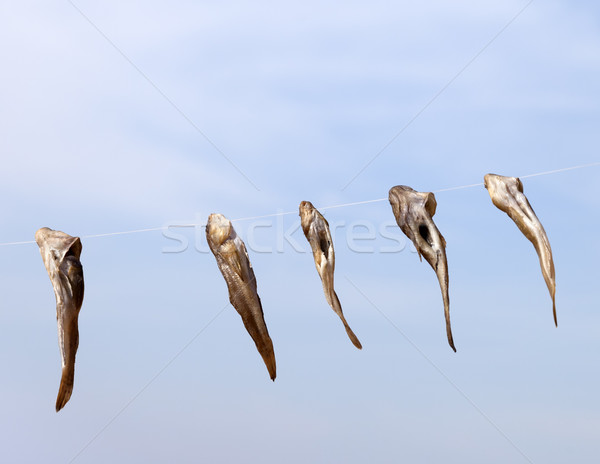Stockfish drying on sun Stock photo © BSANI