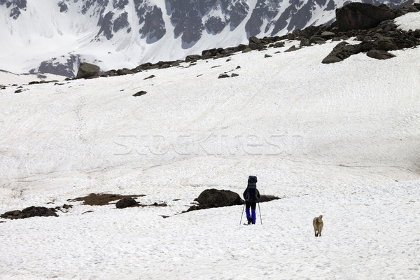 Hiker and dog in snowy mountains at spring Stock photo © BSANI