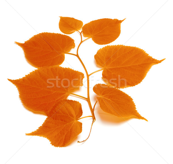 Autumnal tilia leafs  Stock photo © BSANI