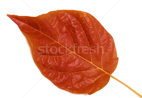 Autumn leaf on white Stock photo © BSANI
