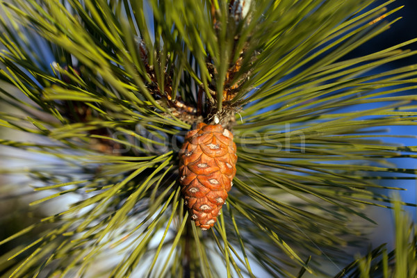 Pine cone. Close-up view. Stock photo © BSANI
