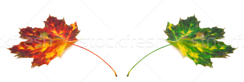 Red and green yellowed maple-leafs Stock photo © BSANI