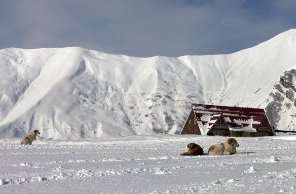 Dogs on ski slope Stock photo © BSANI