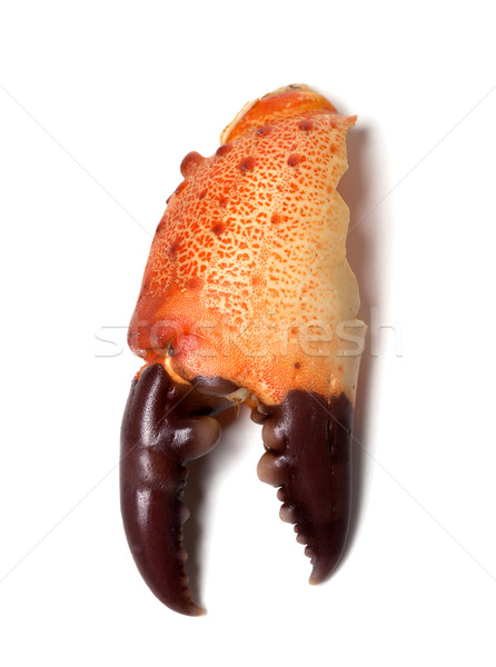 Stock photo: Boiled claw crab