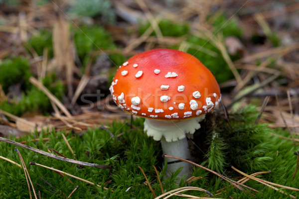 Czerwony grzyby mech lasu żywności trawy Zdjęcia stock © BSANI