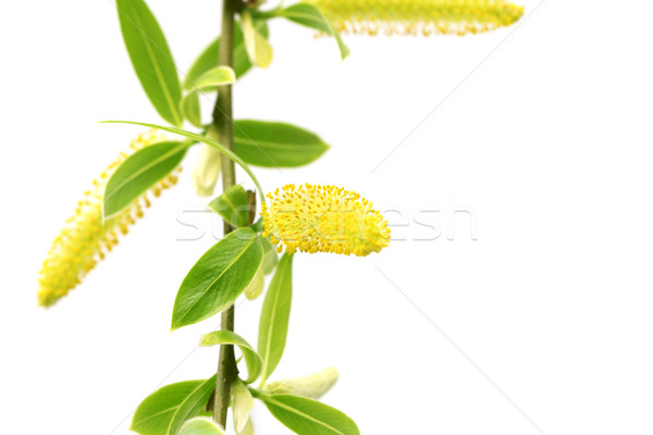 Primăvară salcie tineri frunze verzi galben izolat Imagine de stoc © BSANI