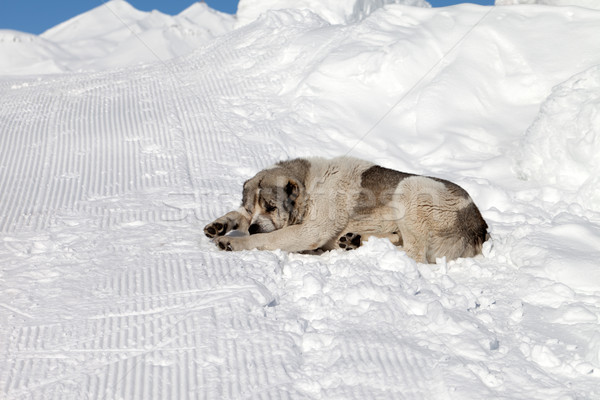 Stok fotoğraf: Köpek · uyku · kar · gökyüzü · dağ · mavi