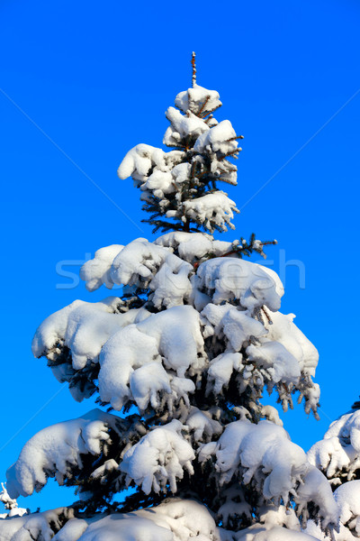 Winter fir tree on background of blue sky Stock photo © BSANI