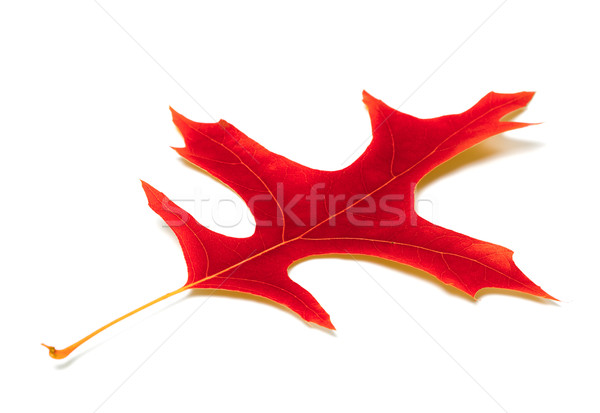 Red leaf of oak Stock photo © BSANI