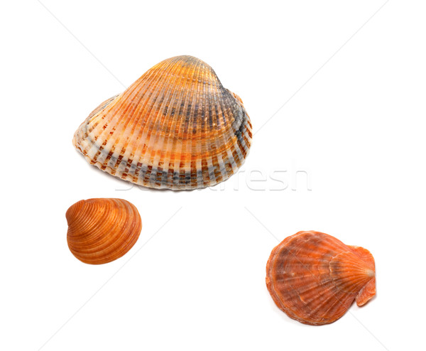 Seashells on white background Stock photo © BSANI