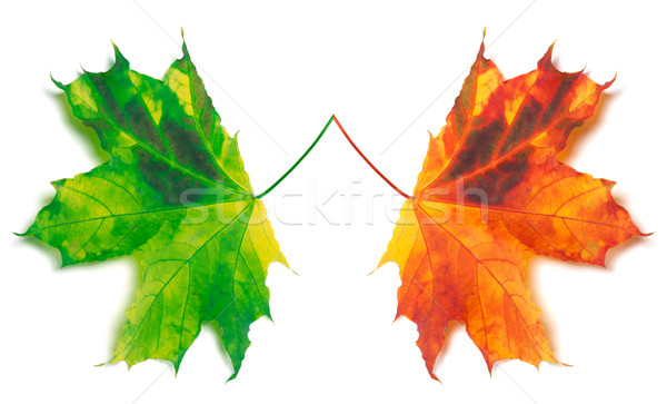 Orange and green yellowed maple-leafs Stock photo © BSANI