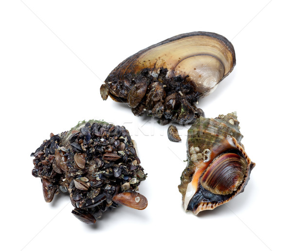 Veined rapa whelk and river mussels (anodonta) Stock photo © BSANI