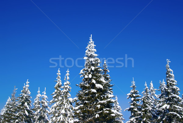 Winter fir wood Stock photo © BSANI