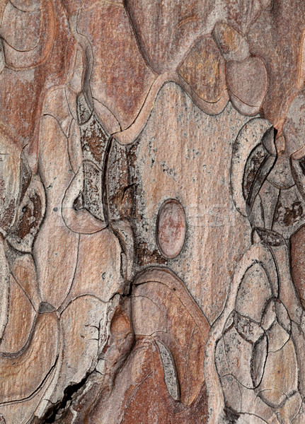 Wooden texture. Crimean pine-tree. Stock photo © BSANI