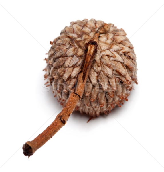 Acorn hat isolated on white background Stock photo © BSANI