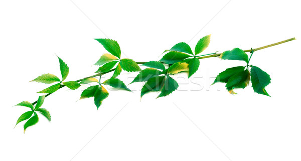 Stock photo: Green twig of grapes leaves (Parthenocissus quinquefolia foliage