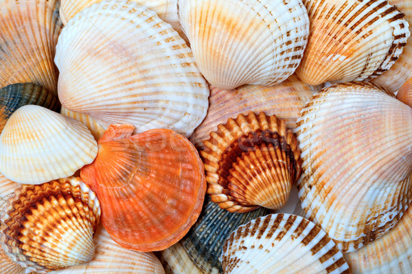 Kagylók tengerpart óceán kagyló állat vakáció Stock fotó © BSANI