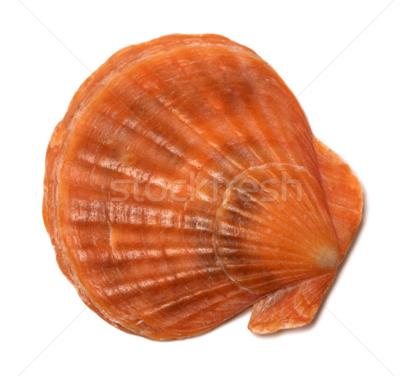 Scallop shell on white Stock photo © BSANI