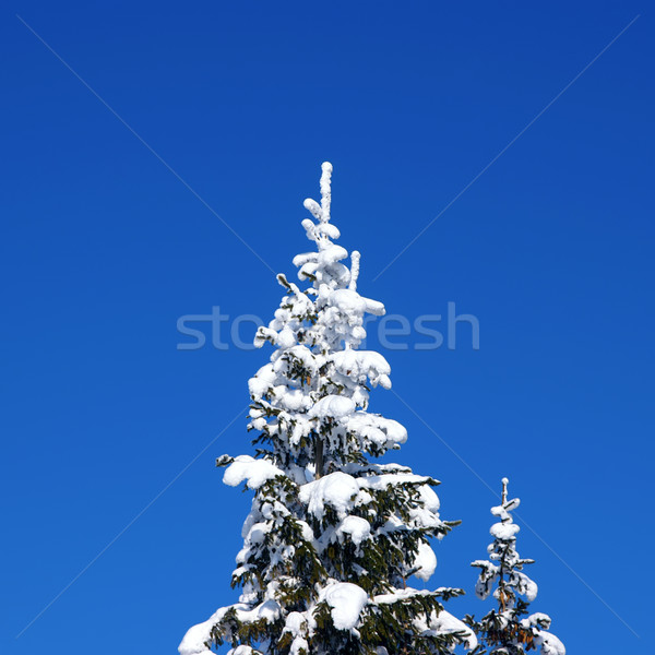 Inverno Natale cielo blu legno foresta Foto d'archivio © BSANI