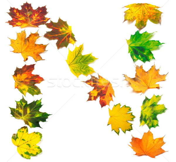 Stock photo: Letter N composed of autumn maple leafs