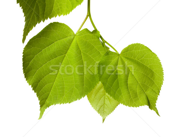 Spring tilia leafs Stock photo © BSANI