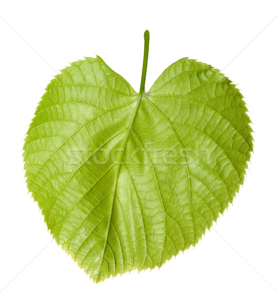 Green linden-tree leaf Stock photo © BSANI