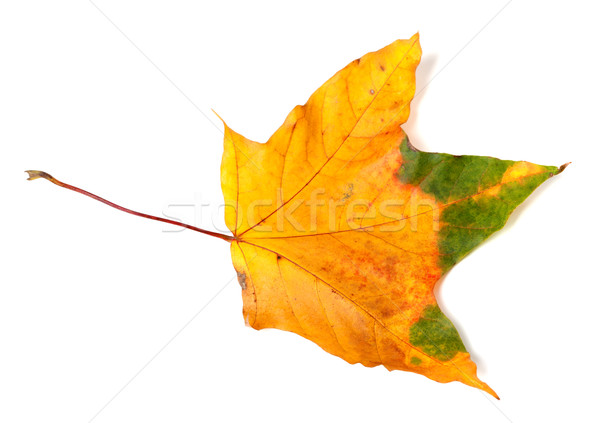 Autumn multicolor maple-leaf Stock photo © BSANI